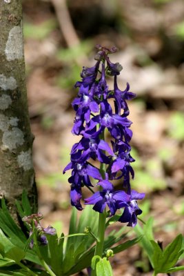 Purple Larkspur