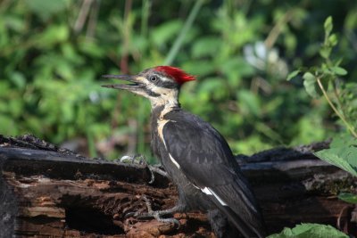 Pileated Woodpecker