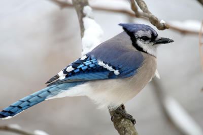 Blue Jay