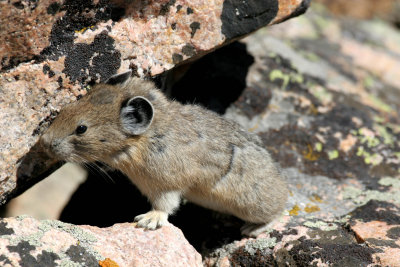 Pika