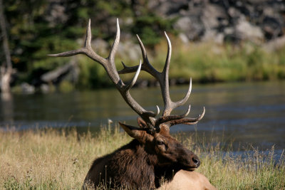 Bull Elk