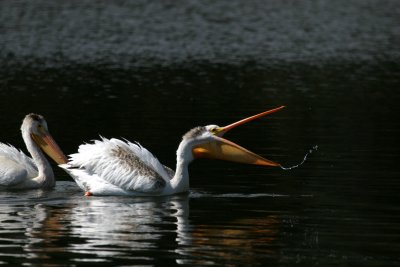 White Pelican
