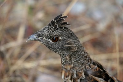 Blue Grouse