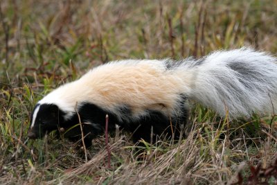 Striped Skunk