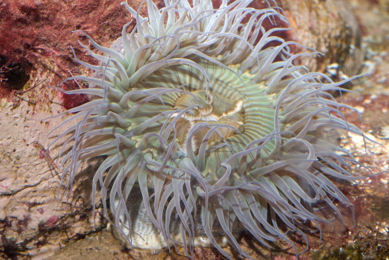 Green Starburst Anenome.jpg