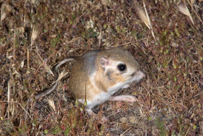 Dipodomys ingens, Giant kangaroo Rat