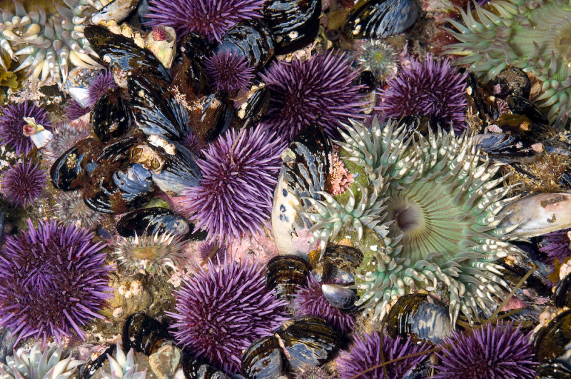 Green Starburst Anemones and Purple Sea Urchins-2