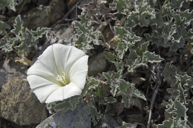calystegia