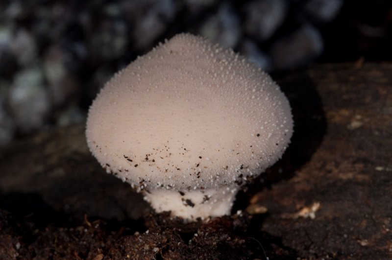 Lycoperdon gemmatum, Gemmed Puff Ball