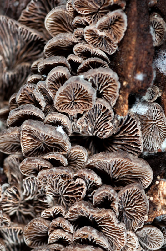 Mushroom-2.jpg