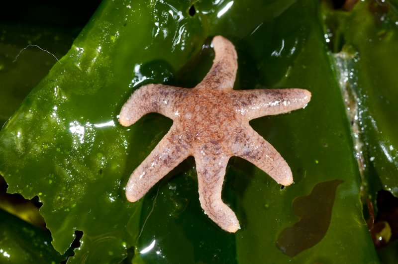 Leptasterias hexactis, Six-rayed Star.jpg