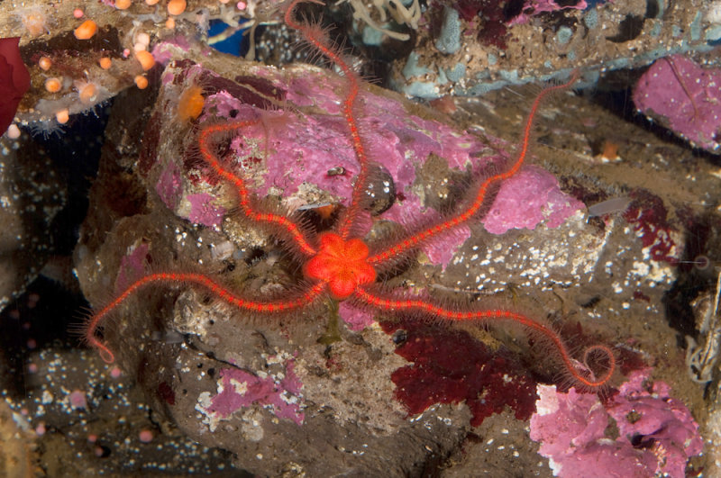 Ophiothrix spiculata, Western Spiny Brittle Star.jpg