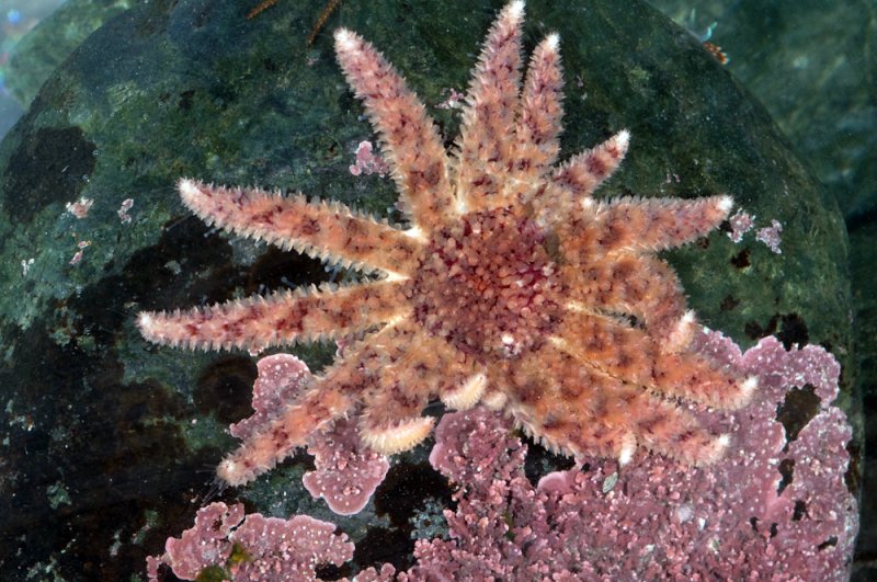 Pycnopodia helianthoides, Sunflower Star-2.jpg
