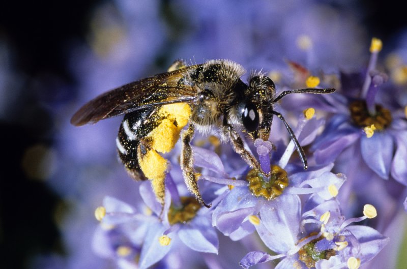 bee on ceanothus.jpg