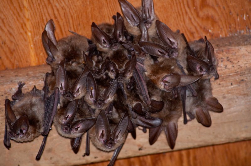 Chap. 11-32, Townsends Big-eared Bat; Corynorhinus townsendii-2