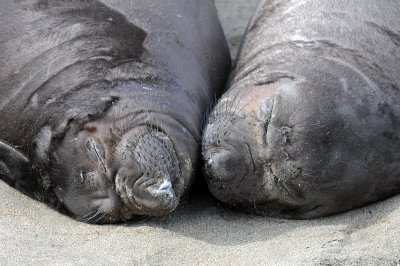 Chap. 3-15, Molting Northern Elephant Seal Pups