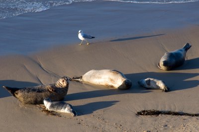 harbor-seals-3.jpg