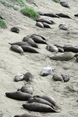 Weaned Elephant Seal Pups