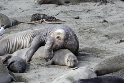 Mating Elephant Seals