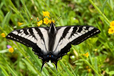 Pale Swallowtail