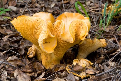 Chap. 7-11, (Valley Oak) Chantrelle Mushroom