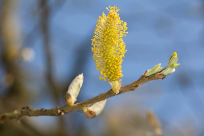 Arroyo Willow-1