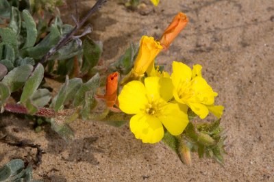 Dune Evening Primrose