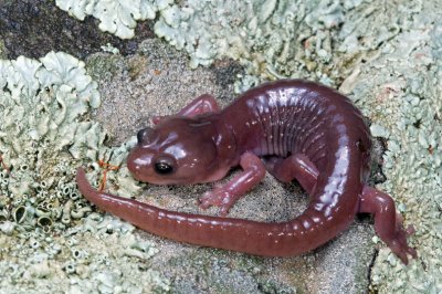 Arboreal Salamander-1