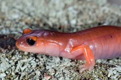Monterey Salamander-1