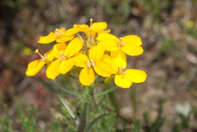 Lompoc wallflower; erysimum capitatum subsp. lompocense.jpg.jpg