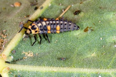 Anacapa Ladybird Larva eating aphid-2.jpg