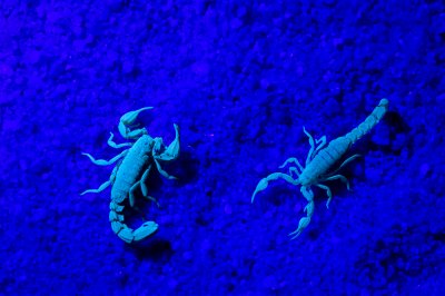 Anacapa Scorpions under blacklight.jpg