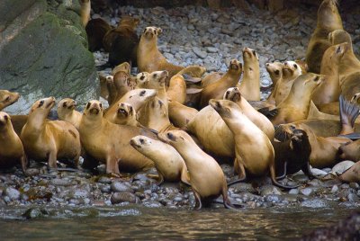 Chap. 10-20, Sea Lions on Anacapa