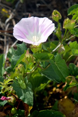 2-017-08 SC Isl. Morning glory-1