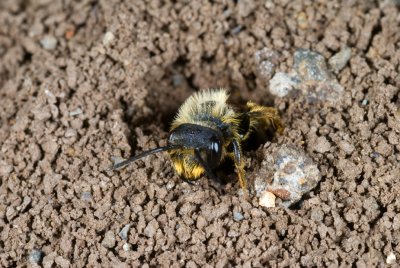 2-043-08 Anacapa Digger Bee