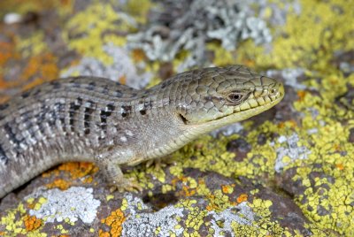 4-105-08 Anacapa Alligator Lizard