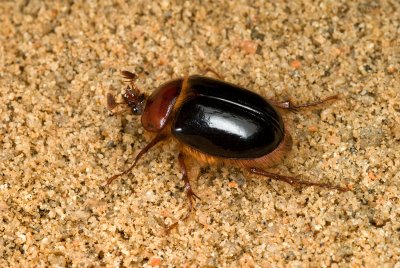 Chap. 6-24, 4-051-08 Rain Beetle