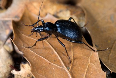 4-082-08 Black Ground Beetle, Scaphinotus punctatus
