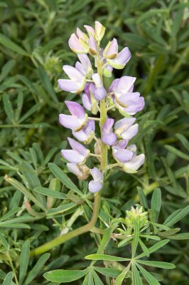 Lupinus arboreus