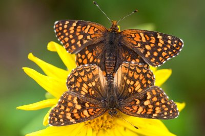 Chlosyne gabbii, Gabb's Checkerspot Butterflies mating