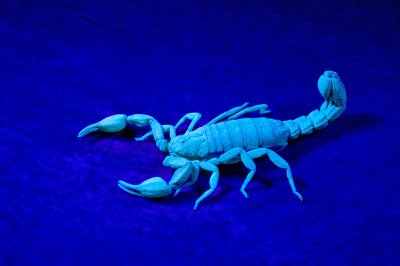 Scorpion under blacklight