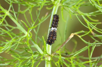 Papilio zelicaon, Anise Swallowtail larva, first instar