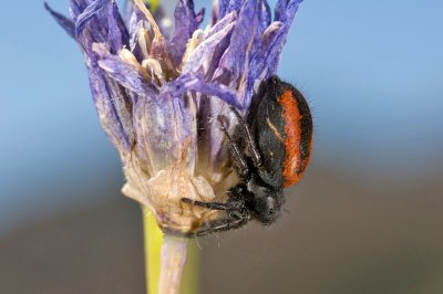 Jumping Spider