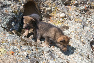 Wolf Puppies