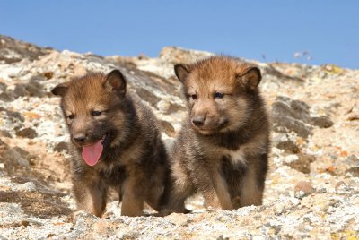 Wolf Puppies