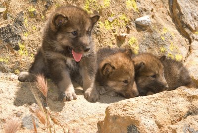 Wolf Puppies