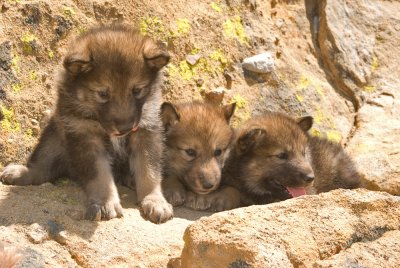 Wolf Puppies