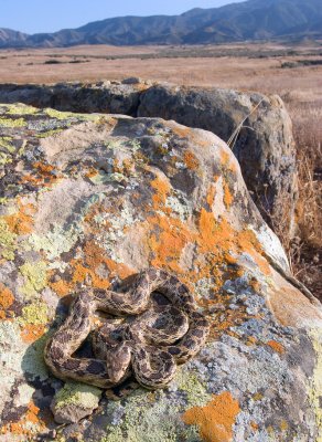 Pituophis catenifer, Gopher Snake