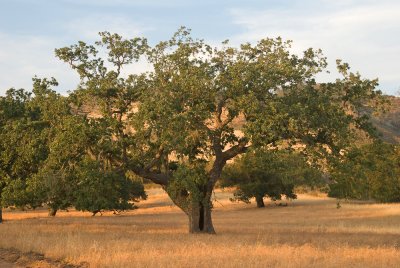 Sedgwick-10.jpg