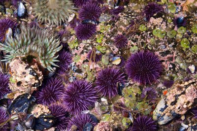 Chap. 3-7, Purple Sea Urchins-1